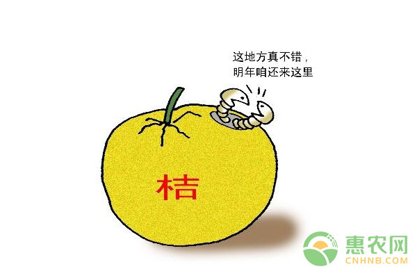 柑橘大實(shí)蠅的危害