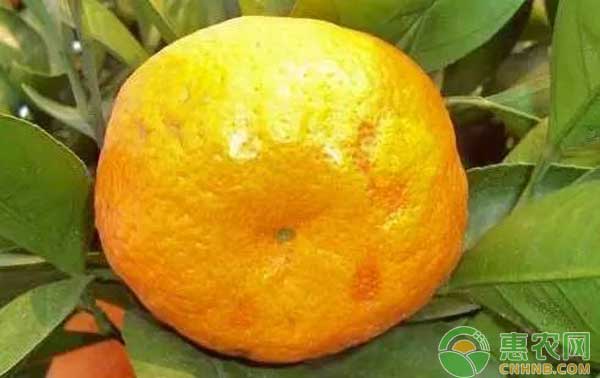 導(dǎo)致柑橘果皮老化的元兇——柑橘油斑病的防治方法