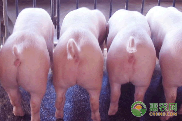 豬在喂藥期間,飼喂有哪些忌口？