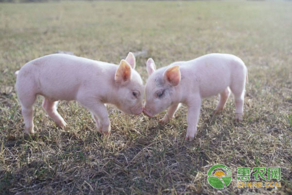 豬養(yǎng)殖：如何利用“飼料香”，增食育肥