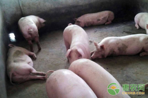 豬在喂藥期間,飼喂忌口詳情講解