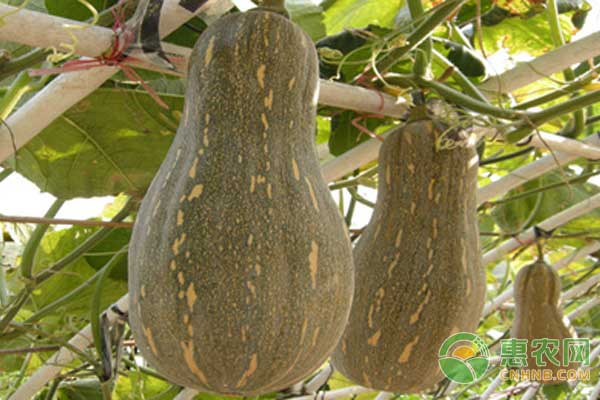 蜜本南瓜豐產(chǎn)高效種植技術(shù)