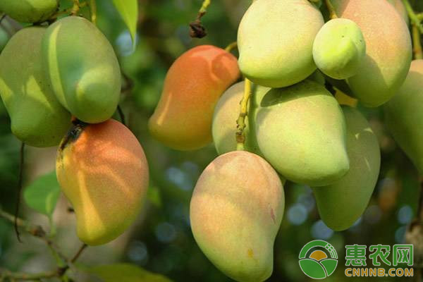 芒果細(xì)菌性角斑病的發(fā)病規(guī)律及其應(yīng)對方法
