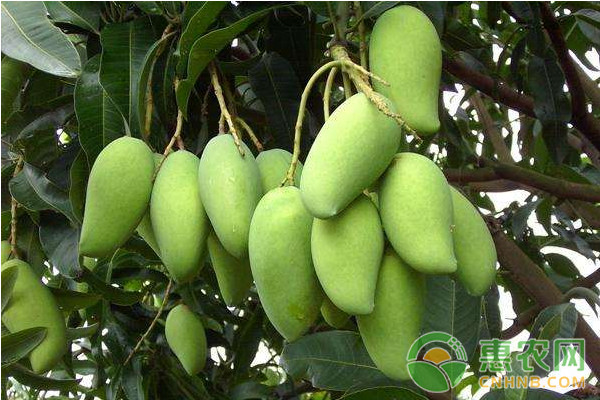芒果細(xì)菌性角斑病的發(fā)病規(guī)律及其應(yīng)對方法