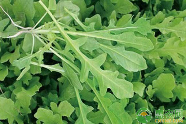 <a href='http://www.indianredcrossassam.org/p/zhimc/' class='j-href' target='_blank'><span style='color:#FF8001'>芝麻菜</span></a>種植技術(shù)