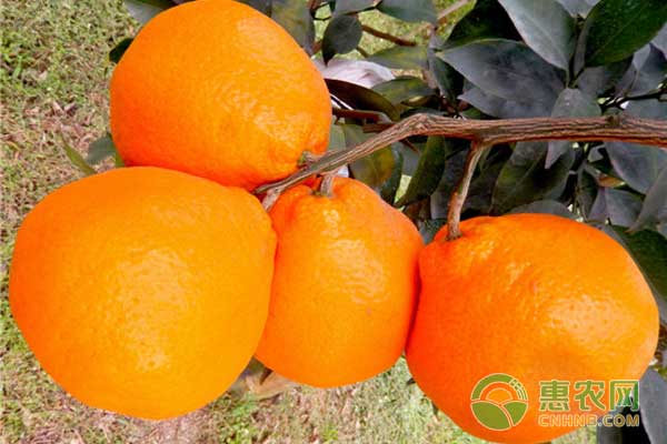 大雅柑1號(hào)種植技術(shù)