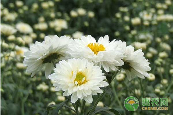菊花種植及加工技術(shù)