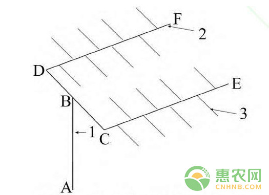 陽光玫瑰葡萄省力化高產(chǎn)栽培技術(shù)