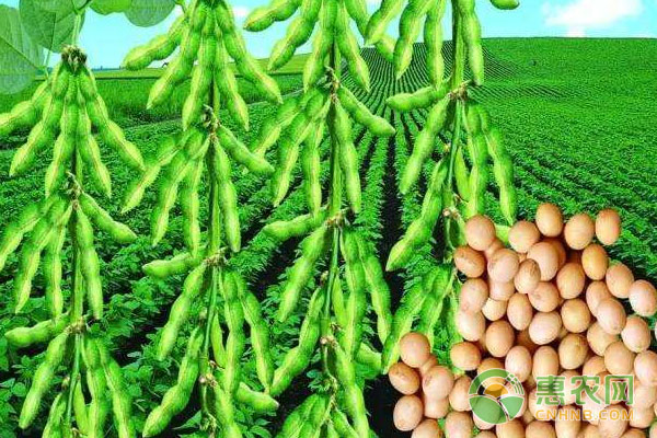 大豆種植技術(shù)匯總