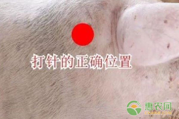 找準正確注射部位