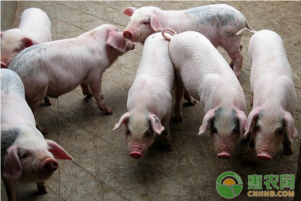淺析無針注射器對(duì)豬群應(yīng)激激素水平的影響