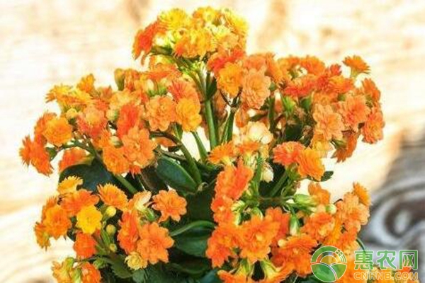 長壽花
