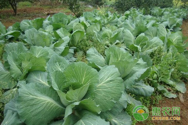 圓菜種植技術(shù)