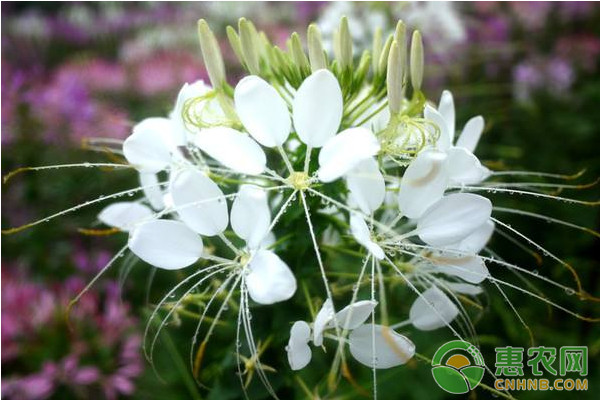醉蝶花日常養(yǎng)殖方法及病蟲害管理
