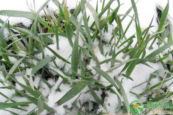 大雪過(guò)后對(duì)麥田的管理措施