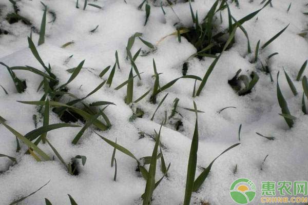 大雪過(guò)后對(duì)麥田的管理措施