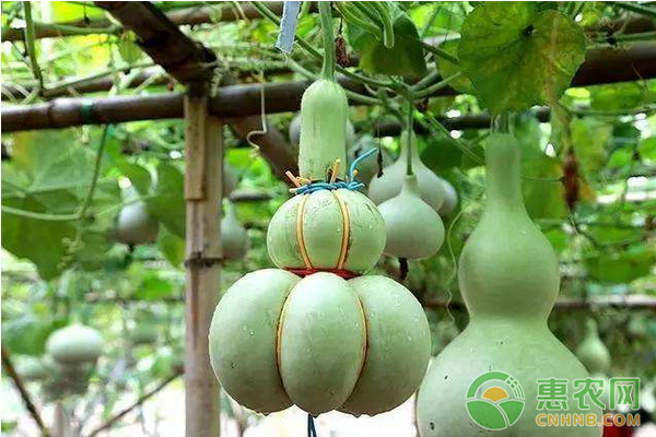 光板葫蘆高產(chǎn)栽培技術(shù)及主要病蟲害防治