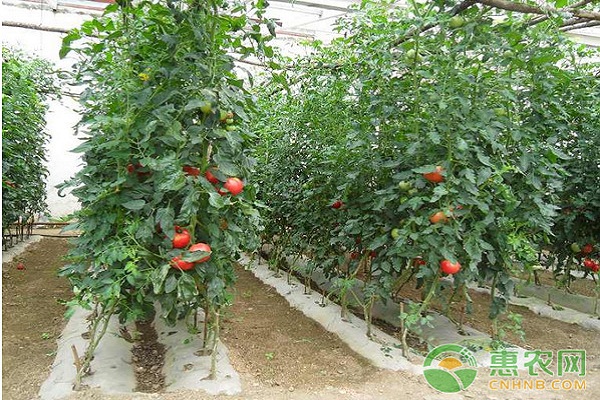 西紅柿早春換茬栽培管理技術(shù)