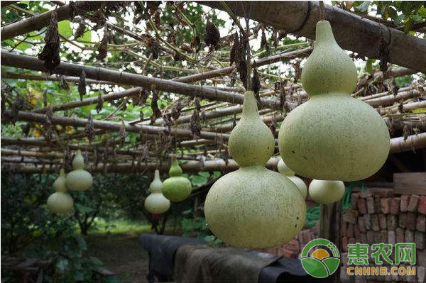 光板葫蘆高產(chǎn)栽培技術(shù)及主要病蟲害防治