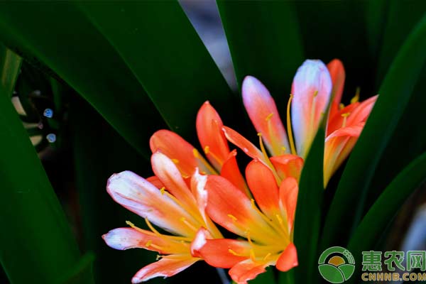 君子蘭的養(yǎng)花之道