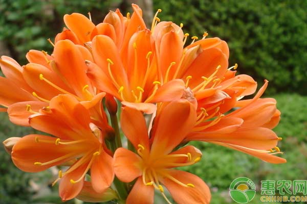 君子蘭的養(yǎng)花之道