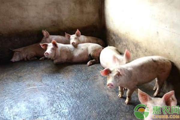養(yǎng)豬技術：生豬發(fā)生食物中毒的急救措施