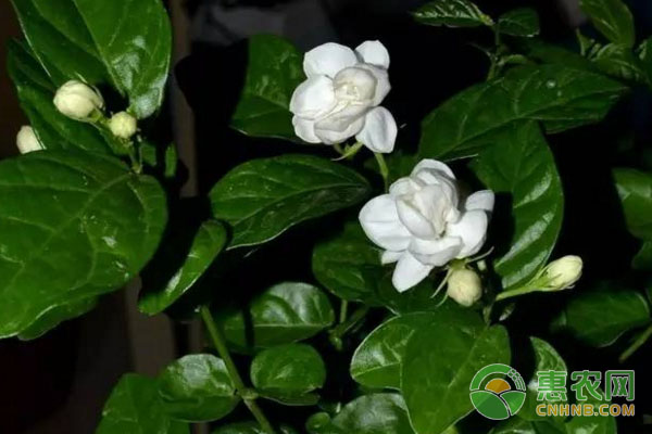如何規(guī)范化田間管理工作？