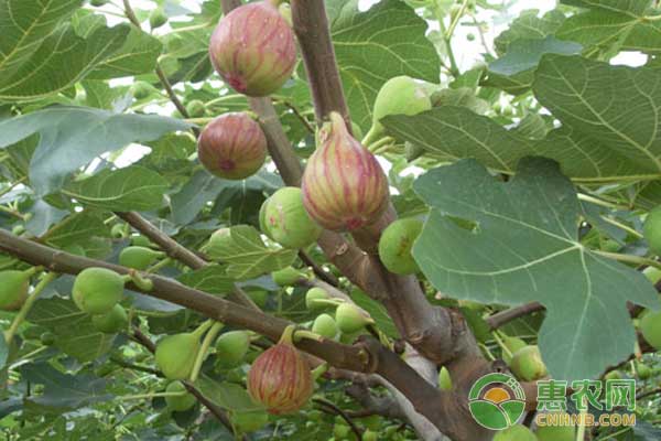無花果露地高產栽培技術