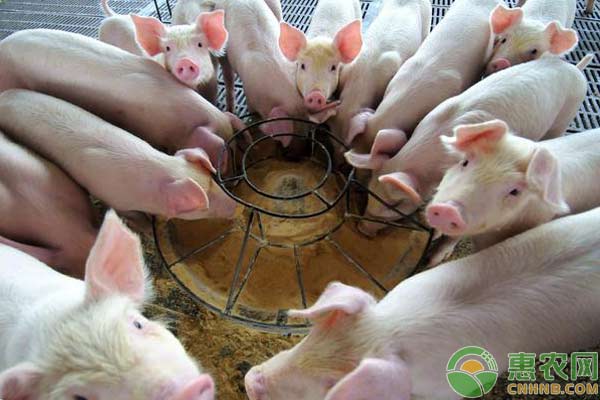 養(yǎng)豬技術：生豬發(fā)生食物中毒的急救措施