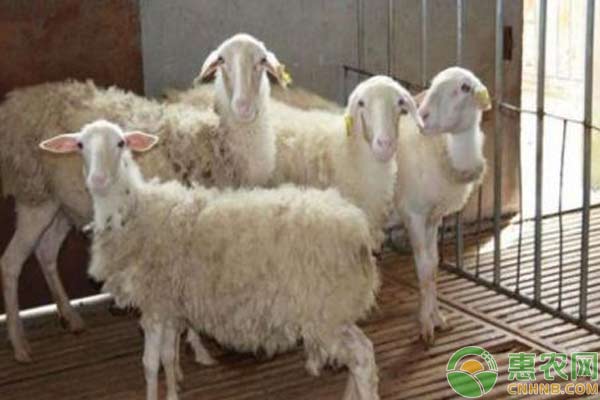 飼羊技術(shù)：羊快疫預(yù)防措施