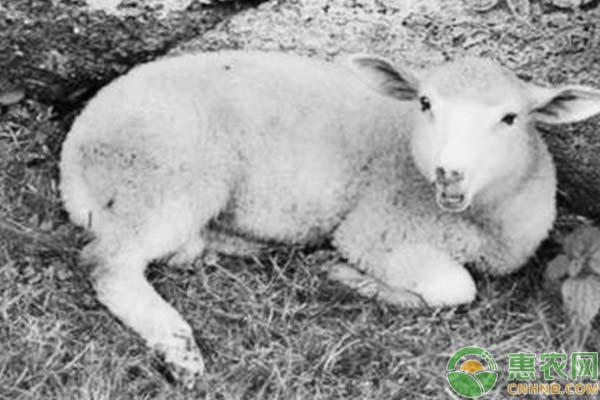 飼羊技術(shù)：羊快疫預(yù)防措施