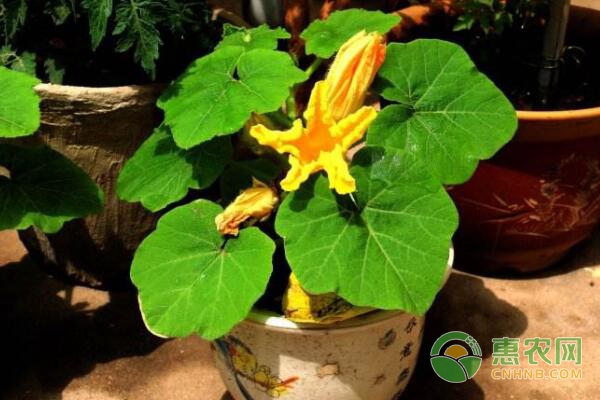 盆栽迷你南瓜種植方法