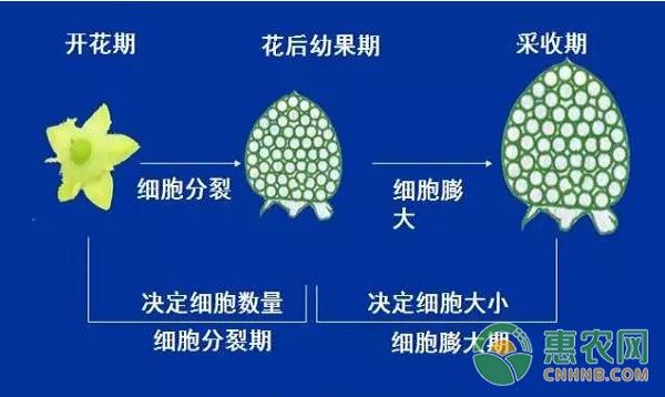 芒果拉長膨大管理技術(shù)及注意事項(xiàng)