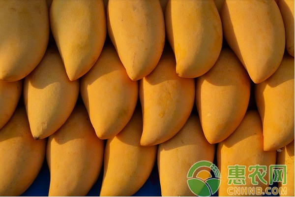 芒果拉長膨大管理技術(shù)及注意事項(xiàng)