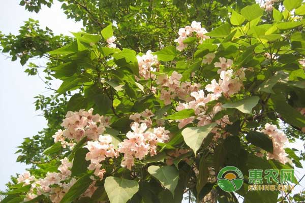 楸樹欒樹苗木如何運輸、栽培、養(yǎng)護和修剪？