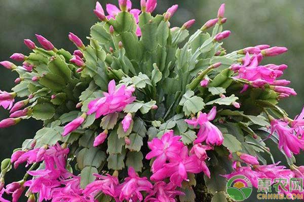 蟹爪蘭，花開如海小妙招