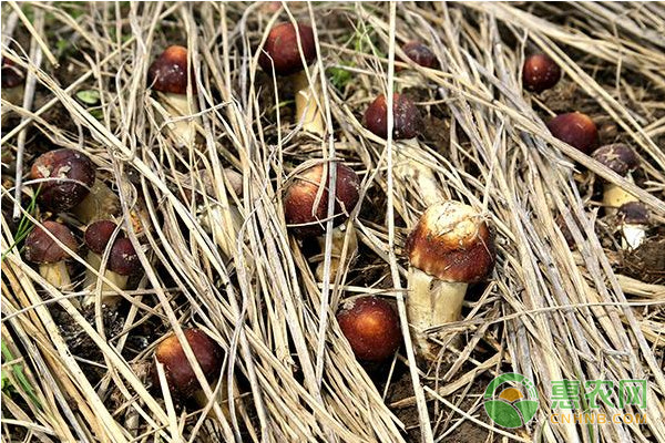 大球盖菇怎么种植？大球盖菇高效种植技术