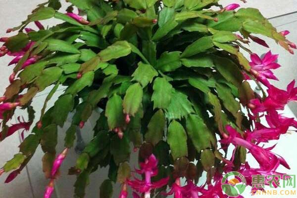 蟹爪蘭，花開如海小妙招