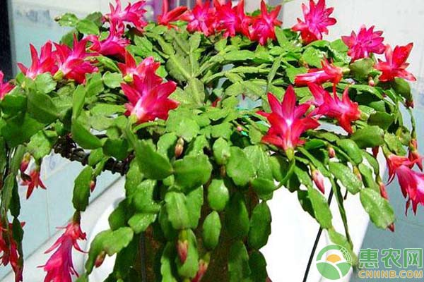 蟹爪蘭，花開如海小妙招