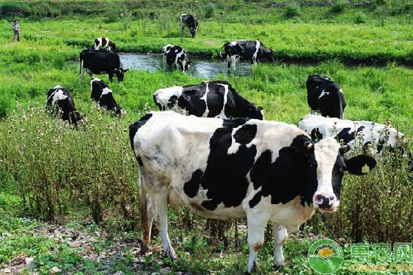 淺談后備乳牛養(yǎng)殖技術(shù)