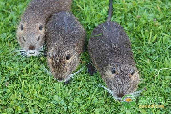 海狸鼠養殖之飼料搭配