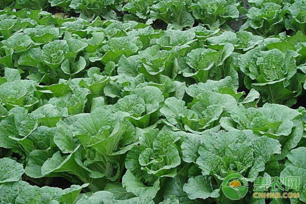 哪些蔬菜可以采取輪作種植技術(shù)？