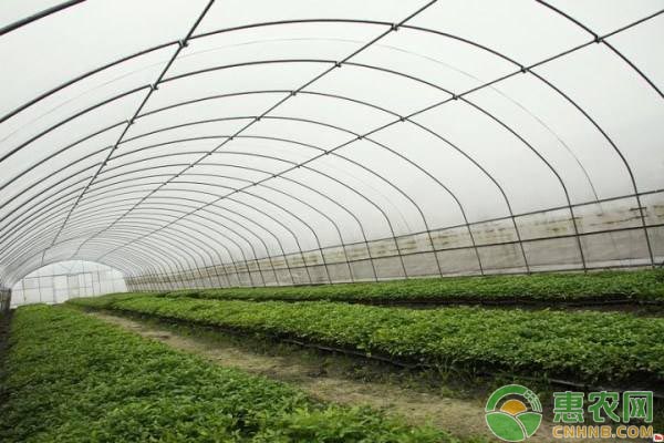 大棚蔬菜生長過旺的原因