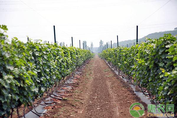 種植戶選擇新品種的時(shí)候需要考慮哪些問題？