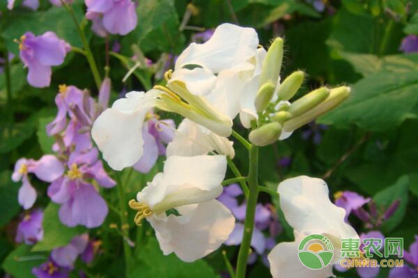 諸葛菜的栽培技術(shù)