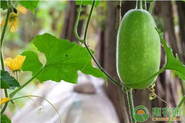 淺析現(xiàn)代農(nóng)業(yè)蔬菜栽培現(xiàn)狀及栽培要點(diǎn)