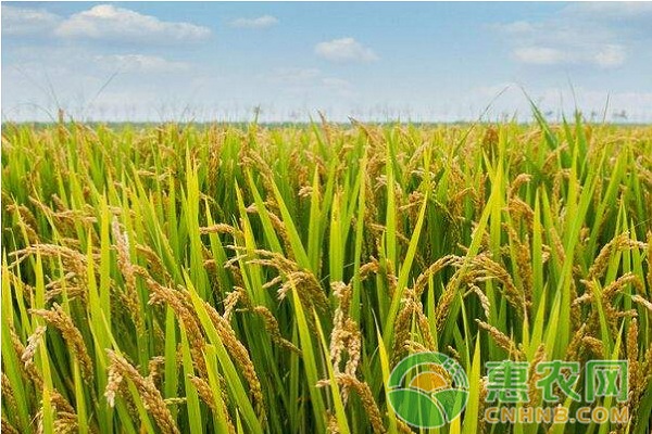 稻谷高產(chǎn)栽培技術(shù)及常見病蟲害防治方法