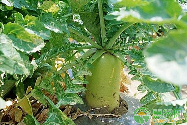 淺析現(xiàn)代農(nóng)業(yè)蔬菜栽培現(xiàn)狀及栽培要點(diǎn)
