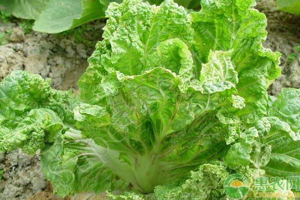  蔬菜施肥過量出現(xiàn)的生理病害癥狀剖析
