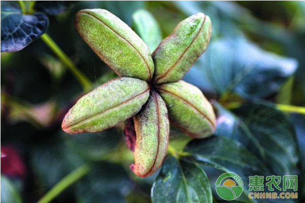 油用牡丹怎么種植？油用牡丹高效種植技術